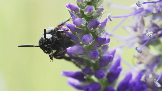 掘金黄蜂(Sphex tepanecus)视频素材