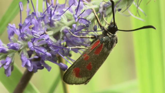 新森林斑蝶(Zygaena viciae)视频素材