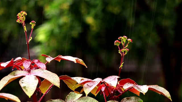 热带植物与雨水视频素材