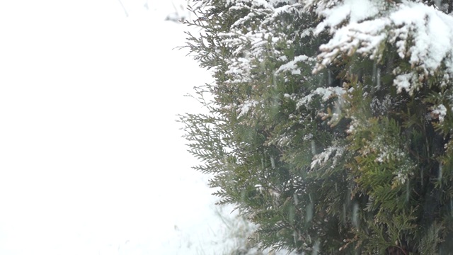 雪落在树上。沉重的暴雪。飞的雪花。冬季视频素材