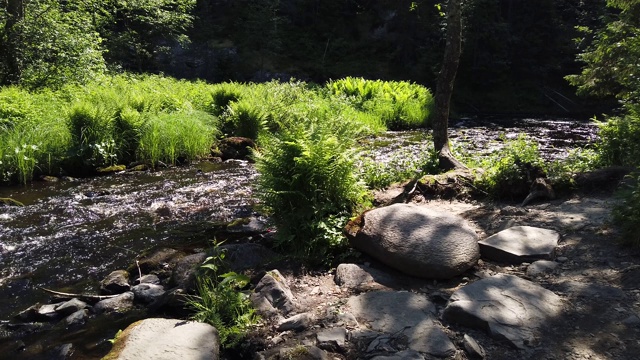 河森林。岩石水道。水流。林地溪视频素材