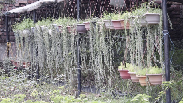 苗圃里不同种类的植物。视频素材