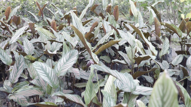 苗圃里不同种类的植物。视频素材