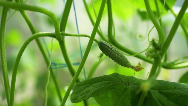 温室里的黄瓜。种植蔬菜。园艺。视频素材