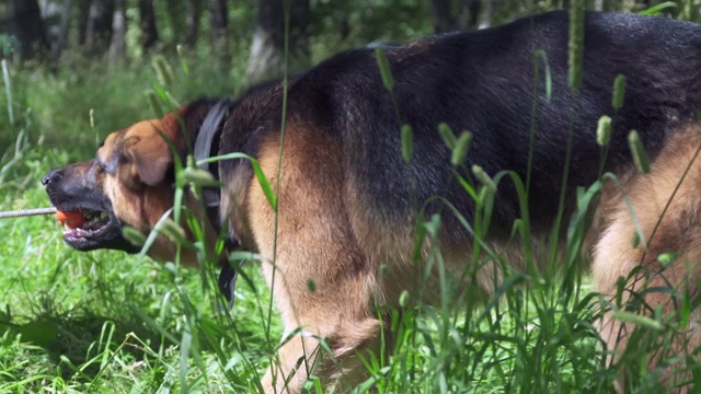 草地上的德国牧羊犬视频素材