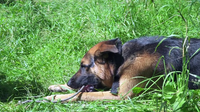 草地上的德国牧羊犬视频素材