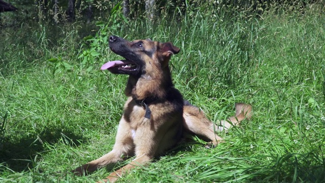 草地上的德国牧羊犬视频素材