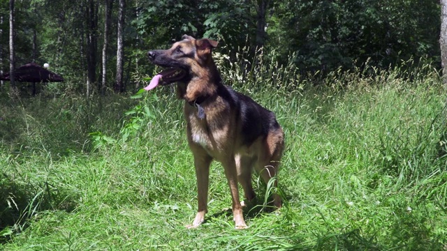 草地上的德国牧羊犬视频素材