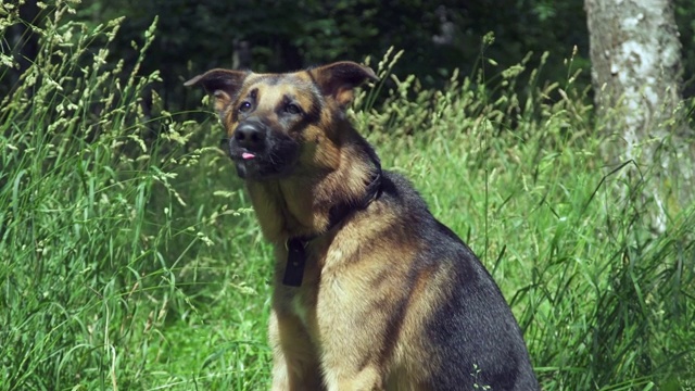 草地上的德国牧羊犬视频素材