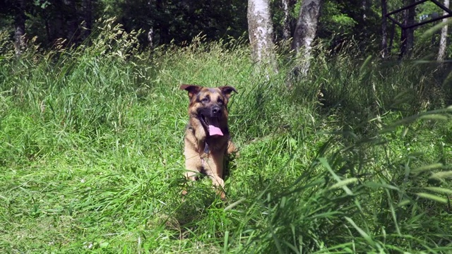 草地上的德国牧羊犬视频素材