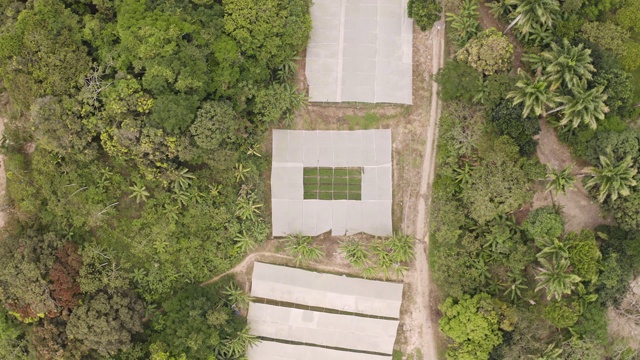 鸟瞰图植物苗圃在塞阿拉，巴西。视频素材