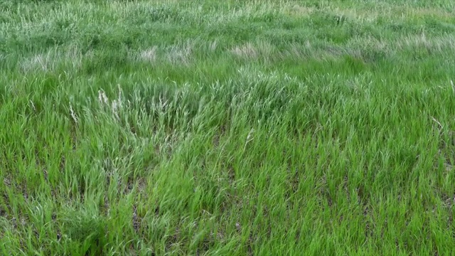 大风吹过高草视频素材