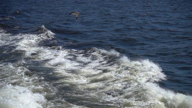 自由的海鸥在海浪上飞翔视频素材