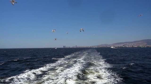 自由的海鸥在海浪上飞翔视频素材