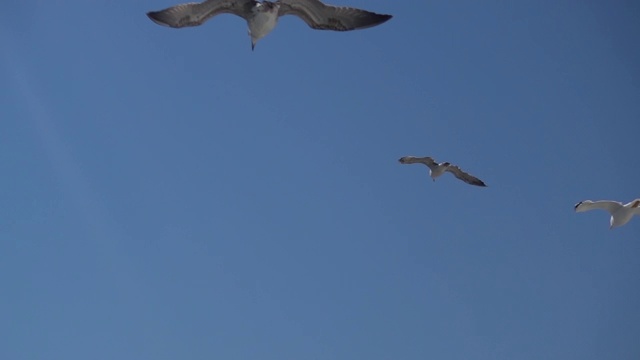 海鸥在慢镜头中飞翔视频素材