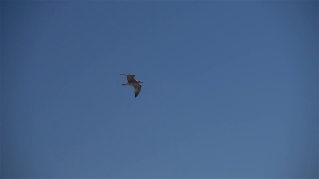 海鸥在慢镜头中飞翔视频素材