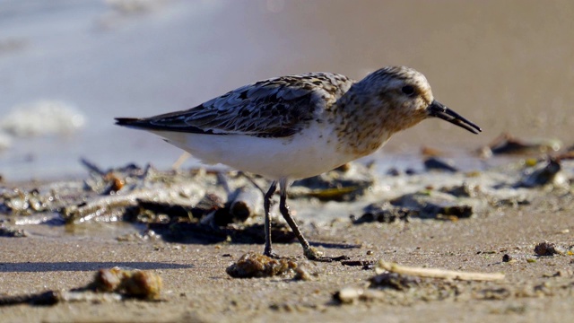 在一个阳光明媚的春天早晨，Bird Sanderling (Calidris alba)沿着沙滩和水的边缘走在浅水里。视频素材