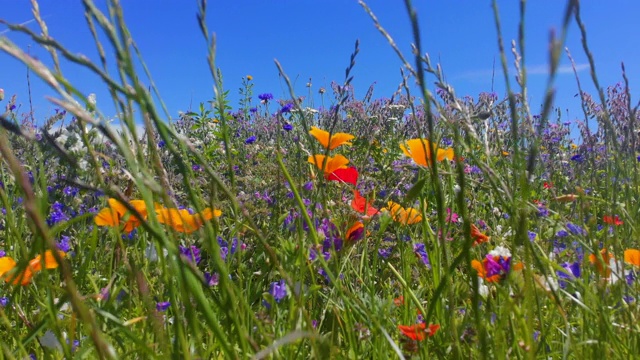 自然背景，英国威尔士海岸夏季野花视频素材