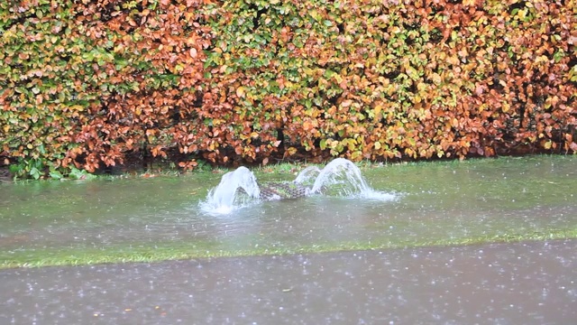 英国坎布里亚郡安布尔赛德市的排水沟里，洪水泛滥，水从井盖上冲了出来。视频素材