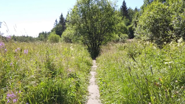 穿过草地，走到绿油油的树上。走在森林里视频素材