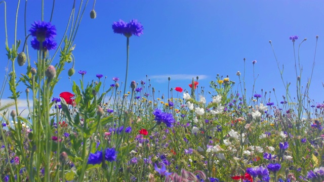 大自然背景，英国威尔士海岸夏季野花视频素材