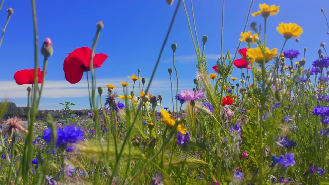 大自然背景，英国威尔士海岸夏季野花视频素材