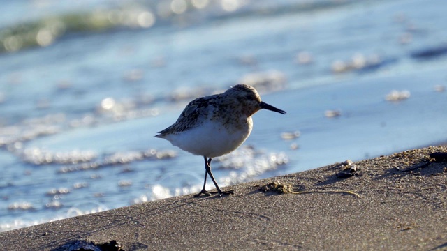 在一个阳光明媚的春天早晨，Bird Sanderling (Calidris alba)沿着沙滩和水的边缘走在浅水里。视频素材