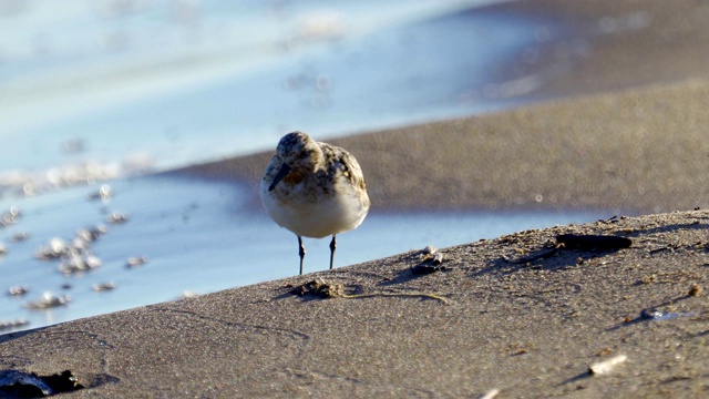 在一个阳光明媚的春天早晨，Bird Sanderling (Calidris alba)沿着沙滩和水的边缘走在浅水里。视频素材