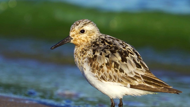 在一个阳光明媚的春天早晨，Bird Sanderling (Calidris alba)沿着沙滩和水的边缘走在浅水里。视频素材