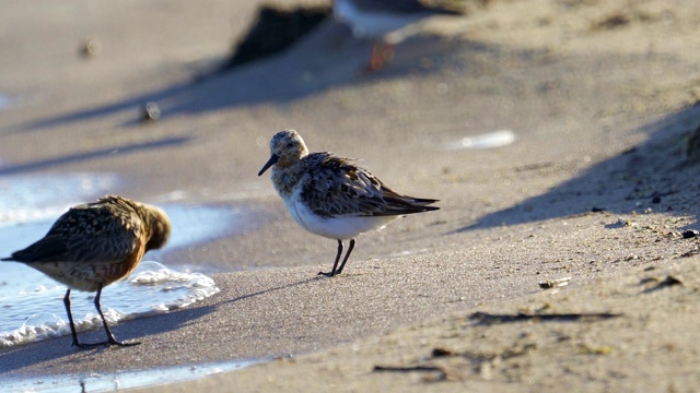 在一个阳光明媚的春天早晨，小鸟桑德林(Calidris alba)站在沙滩上清理自己的羽毛。视频素材