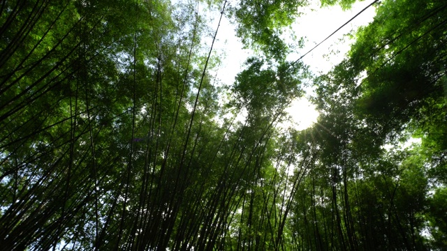 在晴朗的日子里，绿色的森林树木，泰国的热带森林，自然旅游度假的想法。视频素材