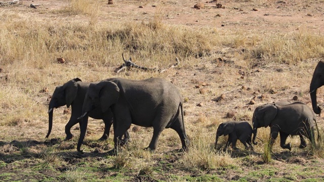 非洲象(Loxodonta africana)，南非克鲁格国家公园视频素材