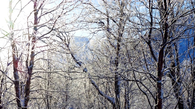 美丽的雪景和霜冻的森林树木和灿烂的阳光视频素材