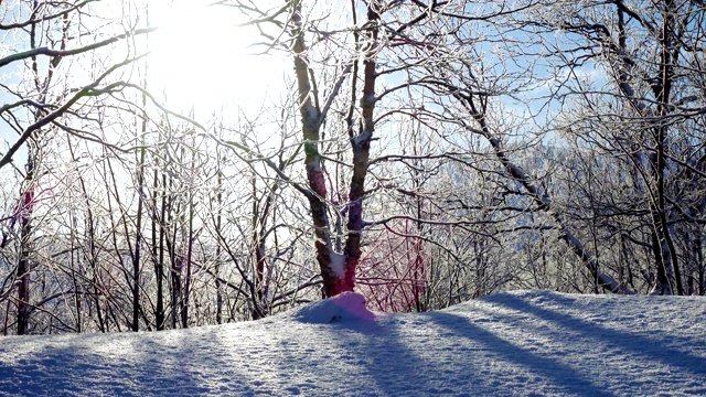 美丽的雪景和霜冻的森林树木和灿烂的阳光视频素材