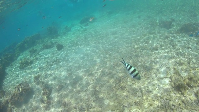 女人在海上浮潜视频素材