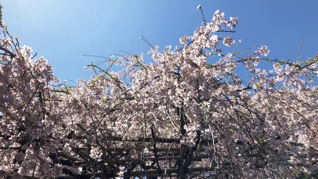 埼玉县浦河县一座寺庙中哭泣的樱花视频素材