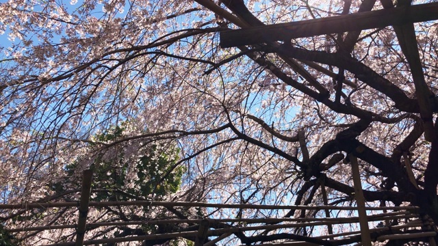 埼玉县浦河县一座寺庙中哭泣的樱花视频素材