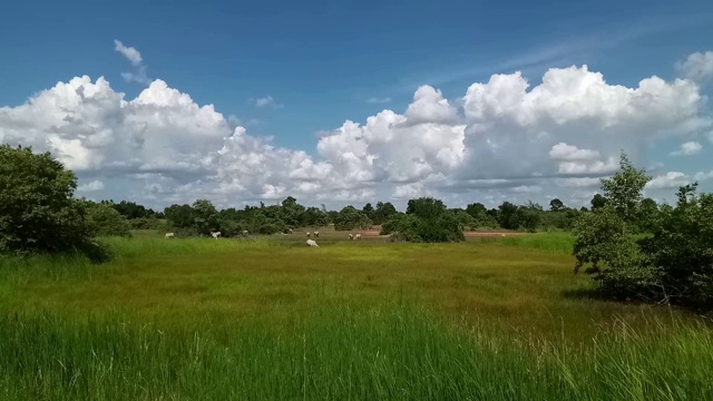 绿色的田野，天空和云彩视频素材