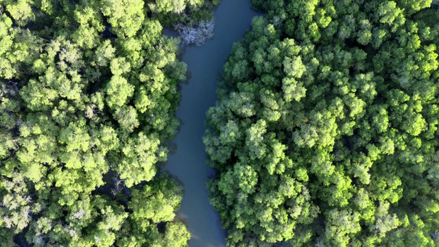 鸟瞰图从飞行的无人机绿树和植物在红树林与河流在亚洲视频下载