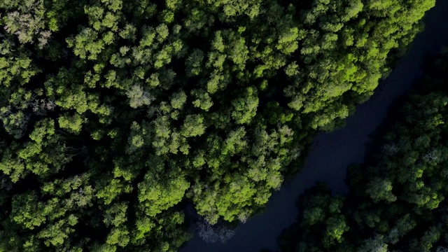 鸟瞰图从飞行的无人机绿树和植物在红树林与河流在亚洲视频下载