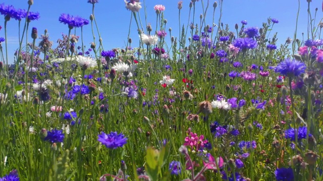 大自然背景，英国威尔士海岸夏季野花视频素材