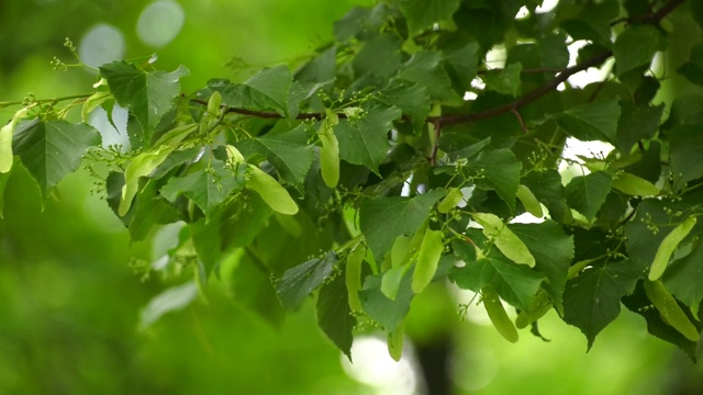 菩提树开花，湿枝。绿油油的菩提树叶子，雨后的水滴。森林或公园阴天。Unblown椴树花。椴树的芽和叶。有用的药用植物。视频素材