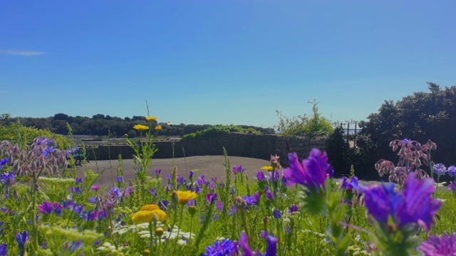 大自然背景，英国威尔士海岸夏季野花视频素材