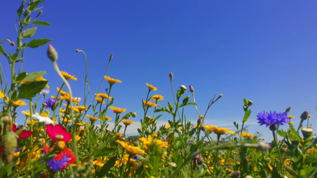 大自然背景，英国威尔士海岸夏季野花视频素材