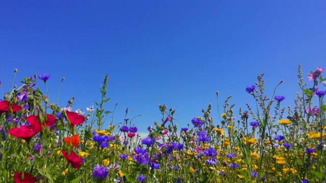 大自然背景，英国威尔士海岸夏季野花视频素材