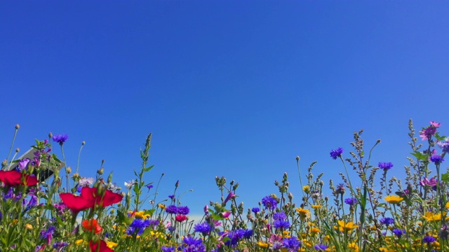 大自然背景，英国威尔士海岸夏季野花视频素材