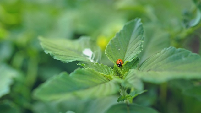 瓢虫坐在植物的绿叶上。的环境中,昆虫,野生动物。特写镜头。4 k, 10位,ProRes视频素材