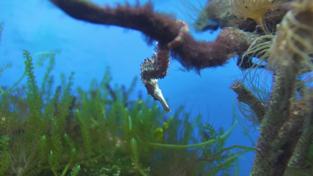 水下的海洋生物，海马，海图，海葵和扫浪视频素材