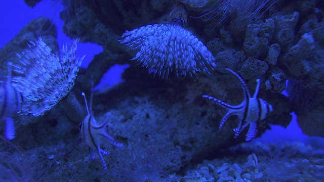 深海海洋生物的水下视图视频素材