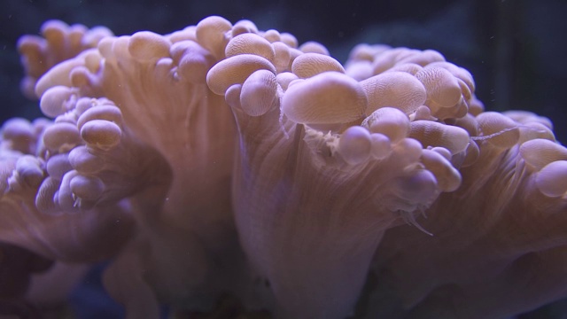 在海洋公园水族馆里的软珊瑚微距拍摄视频素材